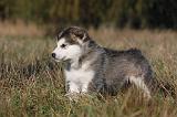 ALASKAN MALAMUTE 496